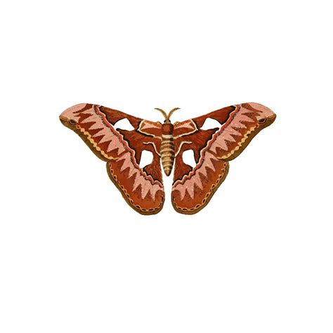 Moth Png Svg Clip Art For Web Download Clip Art Png Icon Arts