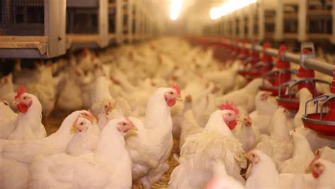 Japan Chicken In Poultry Farm Stock Footage Video 3266107 Shutterstock