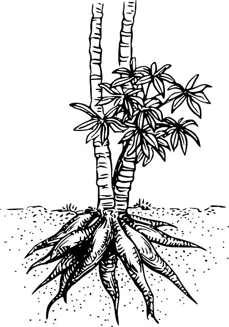 Gambar Pohon Ubi Kayu Cabai