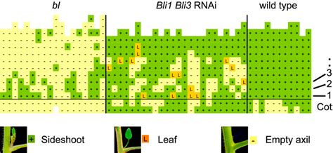Figure 3 From Shoot Branching And Leaf Dissection In Tomato Are