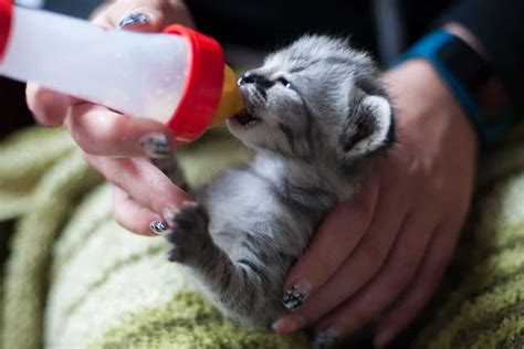 آموزش شیر دادن به بچه گربه ؛ راهنمای قدم‌به‌قدم پت پرس