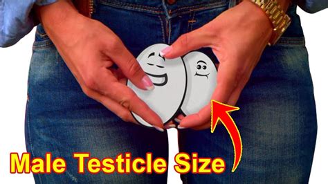Whats The Average Testicle Size Youtube