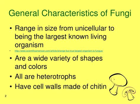 Ppt Fungi Powerpoint Presentation Free Download Id1917467
