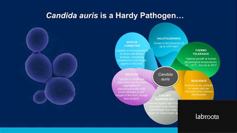 Candida Auris Pcr Screening For Infection Prevention Youtube