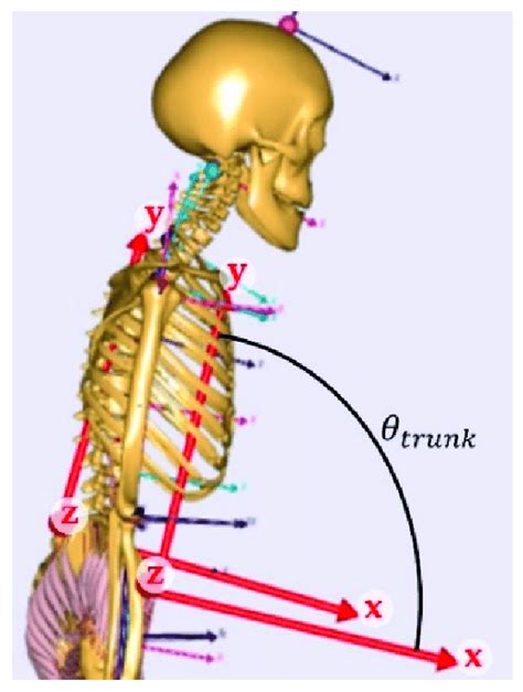Definition Of The Trunk Angle In The Sagittal Plane Which Is The