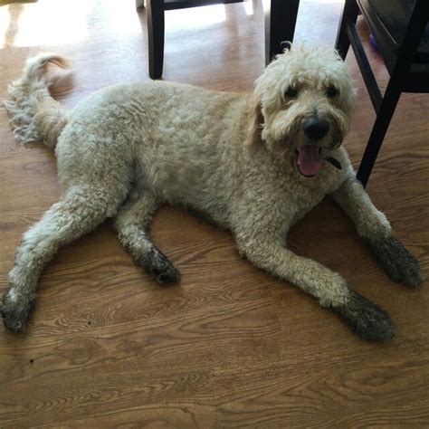 We have the equipment to complete the tasks in no time flat. #GreenTopLawnCare LOVES dogs! We are a locally owned and ...