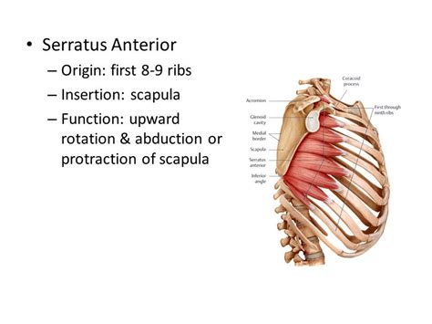 Serratus Anterior Origin And Insertion - serratus anterior origin and insertion - Google Search
