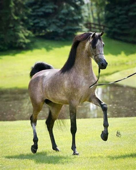 Elegant Beautiful Arabian Horses Horses Horse Breeds