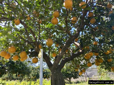 Buy Orange Lanes Late Tree In Australia Citrus Sinensis