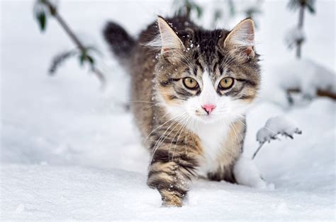 cat, Fluffy, Face, Eyes, Snow, Winter, Nature, Animals Wallpapers HD