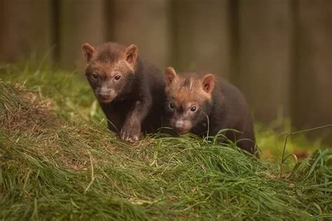 Watch Cute Bush Dog Pups Venture From Their Dens At Chester Zoo