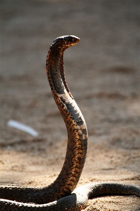 Regarded as highly intelligent, this aggressive snake covers a majority of africa and is the largest true cobra in the world. Hemachatus haemachatus Bild01