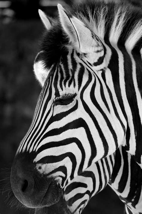 Stripes Wildlife Photography Animals Wildlife