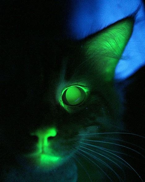 Meet Mr Green Genes The Worlds First Glow In The Dark Cat Daily