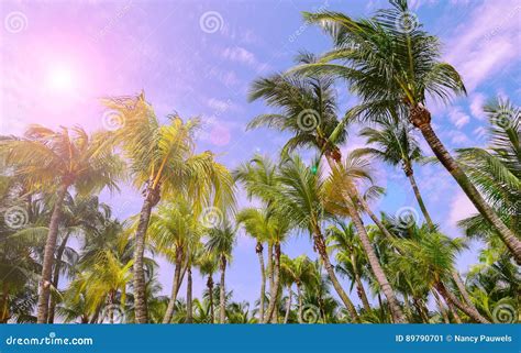 Palm Trees With Sunshine Stock Image Image Of Beach 89790701
