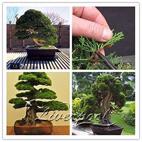 Check spelling or type a new query. Seeds Market Rare 20 juniper balls potted flowers Seeds ...