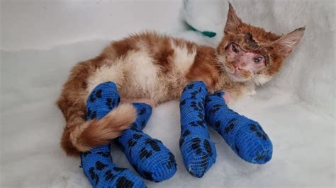 Injured Bradford Kitten Undergoes Special Surgery To Enable Her To
