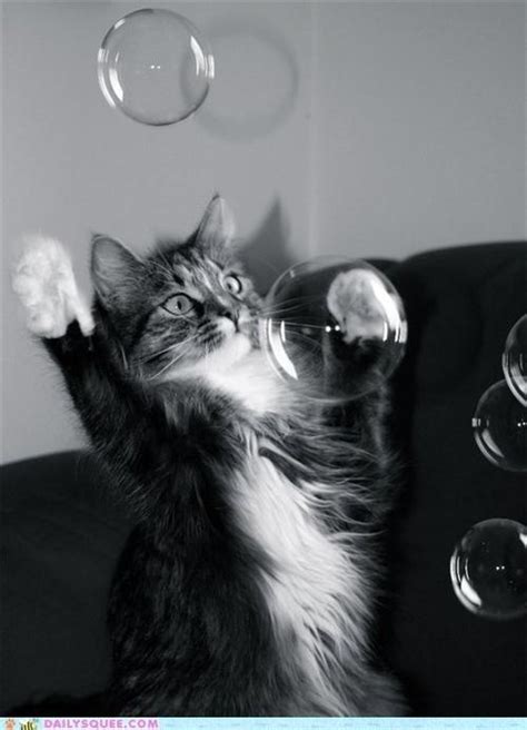 146 Best Images About Bubble Cats On Pinterest Cats Bubble
