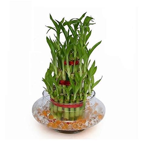 Lucky Bamboo 3 Layer Plant Corporate Ting Brandstik