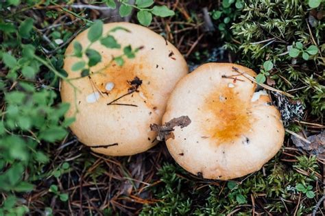 Premium Photo Russula Mushroom In The Forest Bright Red Colored