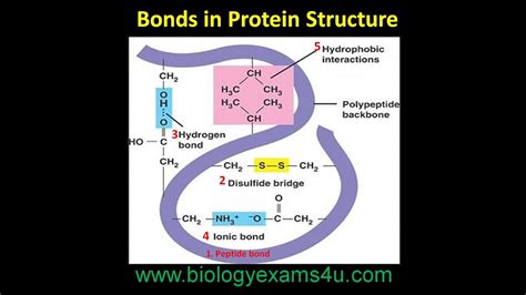 Bonds in Protein Structure 