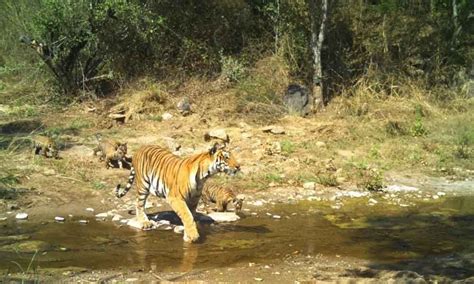 Male Mahadeshwara Wildlife Sanctuary Set To Become Tiger Reserve