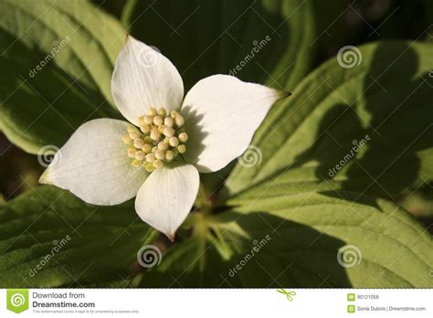 Canadian bunchberry stock photo. Image of canadian, full - 90121058