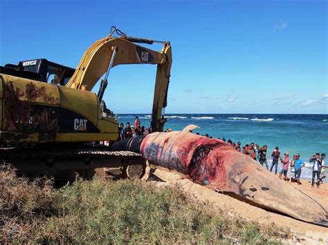 Paus sperma dewasa dapat tumbuh hingga mencapai panjang 20 meter dengan berat sekitar 57 ton. Paus Sperma Terdampar di Pantai Kepo Sabu Raijua ...