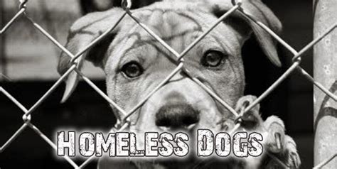 Homeless Dogs How To Help Them Dogs Addict