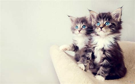 Looking for the best wallpapers? Double Cat Wallpaper | PixelsTalk.Net