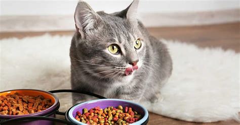 Makanan Yang Baik Untuk Kucing Mencret Apa Aja Sih Simak Yuk