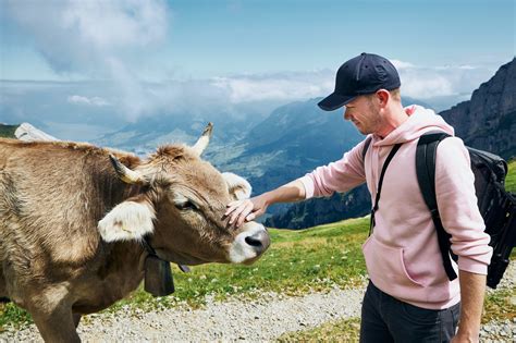 Young Man Stroking Swiss Cow On Mountain Footpath Mount Pilatus