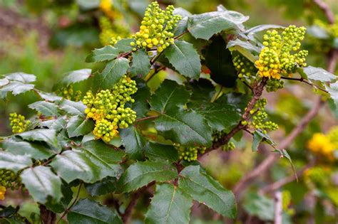 How To Grow And Care For Mahonia