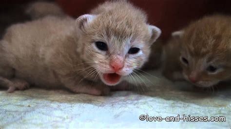 Two days without defecation/pooping is concerning. 2 week old Shecky hisses - YouTube