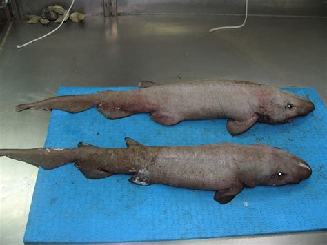 Deepwater Catshark From 3no Grand Banks Of Newfoundland On June 27