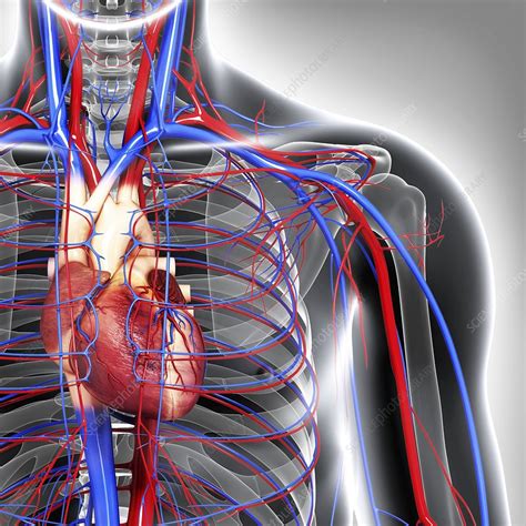 Cardiovascular System Artwork Stock Image F0059849 Science