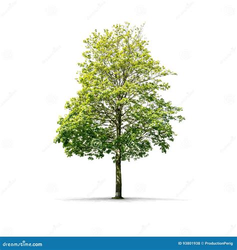 High Definition Tree Isolated On A White Background Stock Photo Image