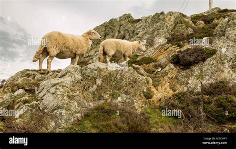 White Sheep Climbing A Rock In Wales Near South Stack On The Isle Of