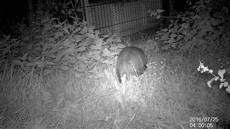 Der dachs war wieder da und er ist auch richtig gut zu sehen.das beste dachsvideo bis jetzt. Dachs im Garten 2 - YouTube