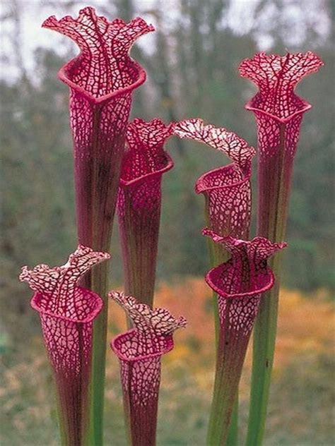 Top 10 Rare And Unusual Flowers Most Beautiful Pages