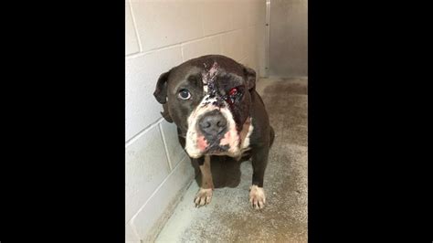 Timothy Holloway, of Fort Bend, charged with animal cruelty | khou.com