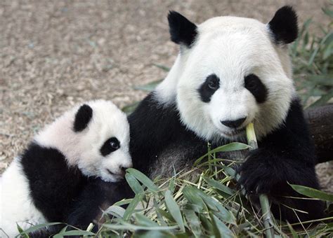 Atlanta Zoo Panda