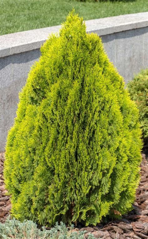 14 beautiful small evergreen trees for landscaping a small yard evergreen shrubs shrubs for