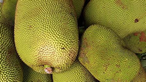 Jackfruit Fete To Kick Off Tomorrow The Hindu