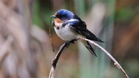 The Barn Swallows Nest Nesting Habits Of The Swallows Daily Birder