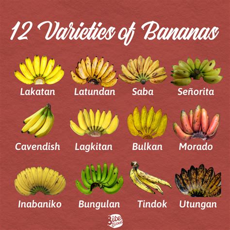 Cavendish Banana In Tagalog Whiddespeat92
