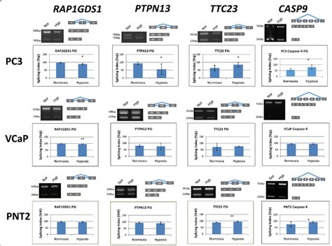 Verification Of High Throughput Pcr Results Rna Was Extracted From Pc3