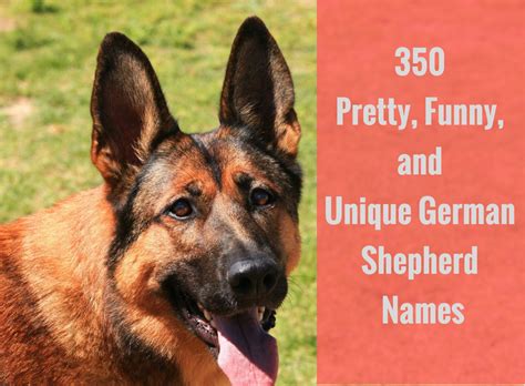 350 Pretty Funny And Unique German Shepherd Names