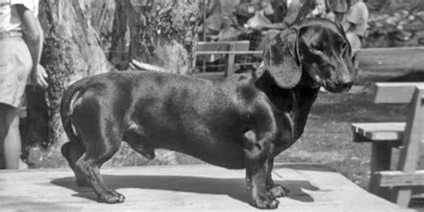 Vintage Dogs Nfsa