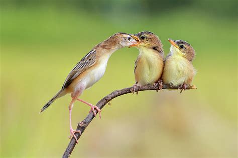 Bird Feeding Babies Photograph By Memensaputra Pixels